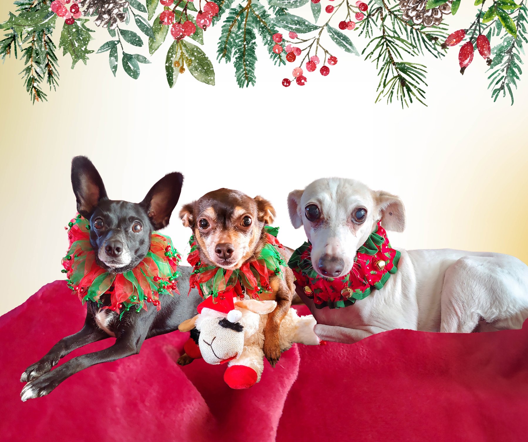 three dogs
